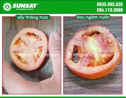 Cà chua sau khi sấy thăng hoa