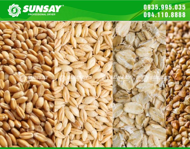 Lúa mạch sấy sẽ được khô và không bị ẩm móc