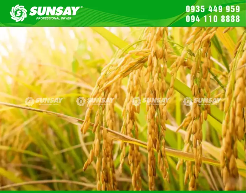 Lúa sau khi thu hoạch cần được sấy bằng máy phù hợp