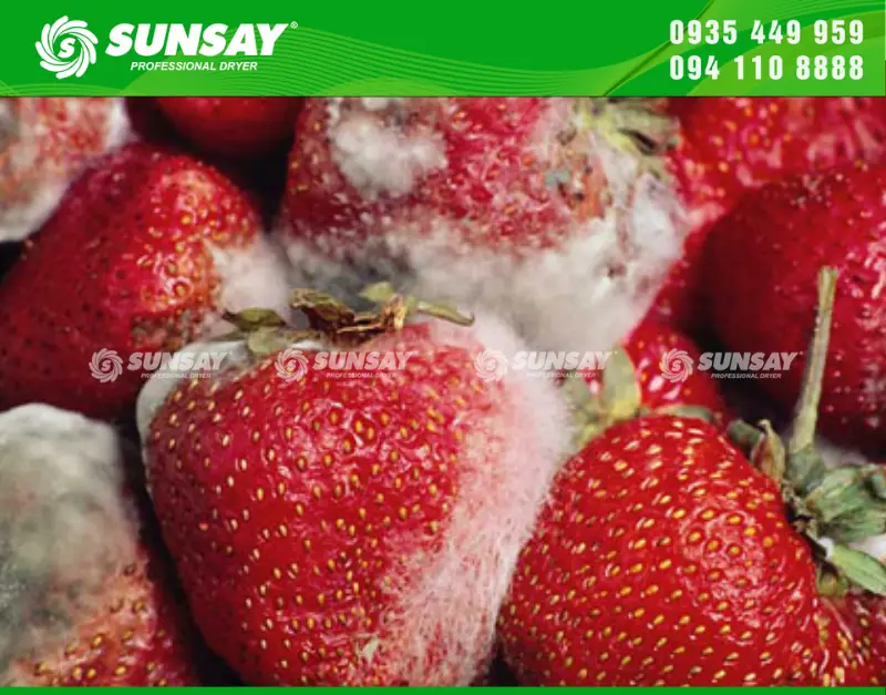 Nấm mốc – Kẻ thù âm thầm trong bảo quản nông sản