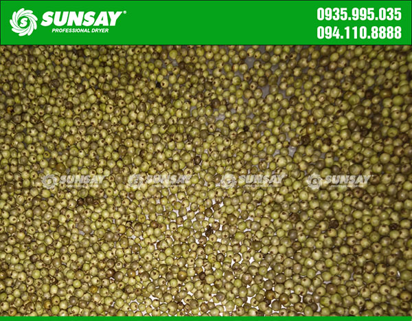 Tiêu xanh sau khi sấy lạnh bằng máy sấy lạnh SUNSAY