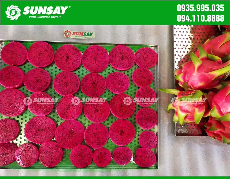 Thanh long trước khi sấy