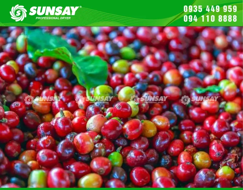 Cà phê ươm mộng từ vườn nông dân