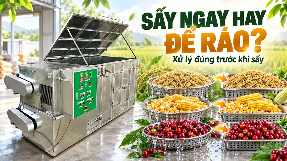 Sấy nguyên liệu tươi hay để ráo trước khi sấy? Cách quyết định đúng